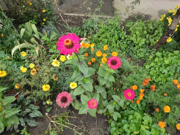 Nature. Nice. Beautiful. Bright. Saturated. Pleasure. Joy. Background. Screensaver. Cute. Photo on green, gray and neutral colors. Green grass. Summer. Autumn. Spring. Colorful flowers. Flowerbed.