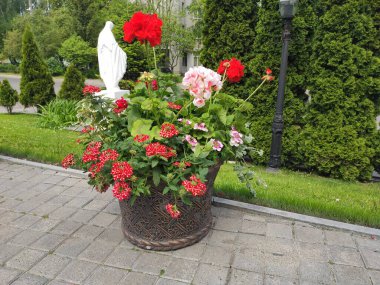 Nature. Nice. Beautiful. Bright. Saturated. Pleasure. Joy. Background. Screensaver. Cute. Photo on green, gray and neutral colors. Green grass. Summer. Autumn. Spring. Colorful flowers. Flowerbed.