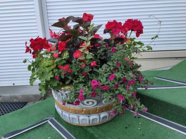 Nature. Nice. Beautiful. Bright. Saturated. Pleasure. Joy. Background. Screensaver. Cute. Photo on green, gray and neutral colors. Green grass. Summer. Autumn. Spring. Colorful flowers. Flowerbed.