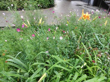 Nature. Nice. Beautiful. Bright. Saturated. Pleasure. Joy. Background. Screensaver. Cute. Photo on neutral, green and gray colors. Green grass. Summer. Autumn. Spring. Colorful flowers. Flowerbed.