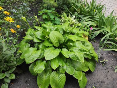 Nature. Nice. Beautiful. Bright. Saturated. Pleasure. Joy. Background. Screensaver. Cute. Photo on green, gray and neutral colors. Green grass. Summer. Autumn. Spring. Colorful flowers. Flowerbed.