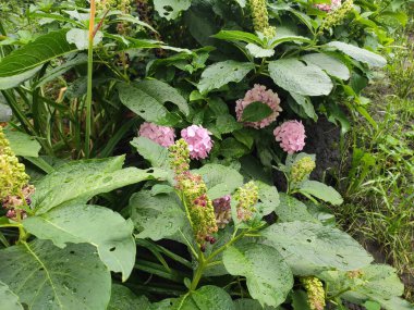 Nature. Nice. Beautiful. Bright. Saturated. Pleasure. Joy. Background. Screensaver. Cute. Photo on green, gray and neutral colors. Green grass. Summer. Autumn. Spring. Colorful flowers. Flowerbed.
