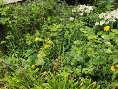 Nature. Nice. Beautiful. Bright. Saturated. Pleasure. Joy. Background. Screensaver. Cute. Photo on green, neutral and gray colors. Green grass. Summer. Autumn. Spring. Colorful flowers. Flowerbed.