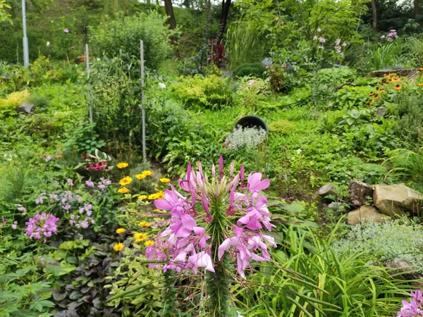 Natuur Mooi Prachtig Helder Verzadigd Het Een Genoegen Vreugde Achtergrond — Stockfoto