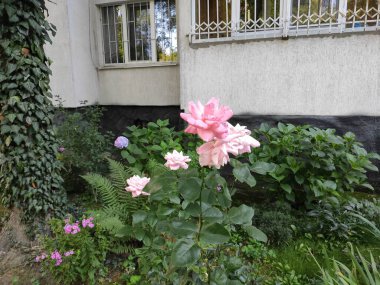Nature. Nice. Beautiful. Bright. Saturated. Pleasure. Joy. Background. Screensaver. Cute. Photo on gray, green and neutral colors. Green grass. Summer. Autumn. Spring. Colorful flowers. Flowerbed.
