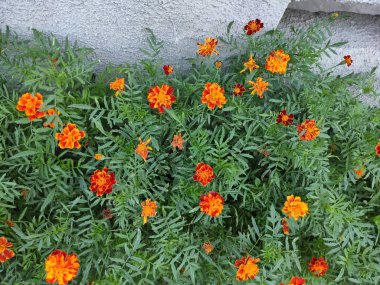 Nature. Nice. Beautiful. Bright. Saturated. Pleasure. Joy. Background. Screensaver. Cute. Photo on green, gray and neutral colors. Green grass. Summer. Autumn. Spring. Colorful flowers. Flowerbed.