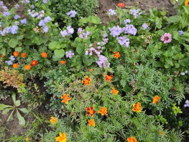 Doğa. Güzelmiş. Çok güzel. Parlak. Doymuş. Memnun oldum. Neşe. Geçmişi. Ekran koruyucu. Şirin. Fotoğraf yeşil, nötr ve gri renklerde. Yeşil çimenler. Yaz. Sonbahar. Bahar.