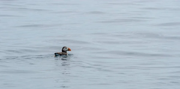 Tlantic Common Puffin Floating Water — Fotografia de Stock