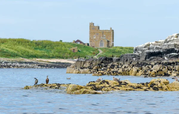 Sea Landscape Old House Rocks Many Birds Cormorants Seagulls — 图库照片