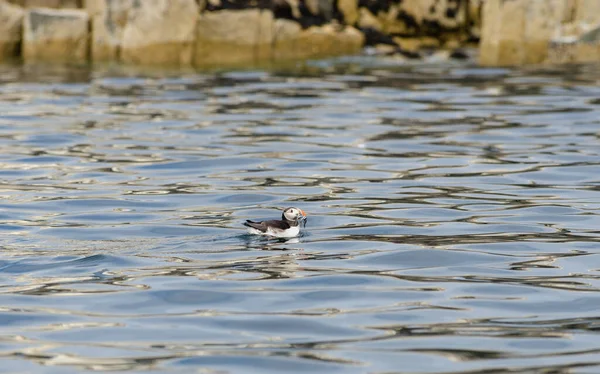 Atlantic Common Puffin Floating Water — Φωτογραφία Αρχείου