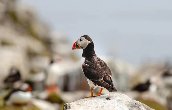 Atlantic Common Puffin closeup from behind