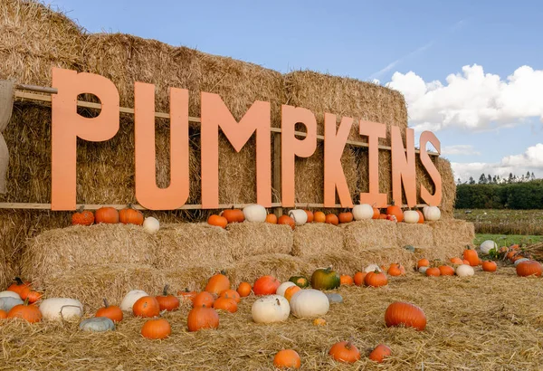 Cartel Calabazas Grandes Una Paca Heno Con Montón Calabazas Alrededor — Foto de Stock