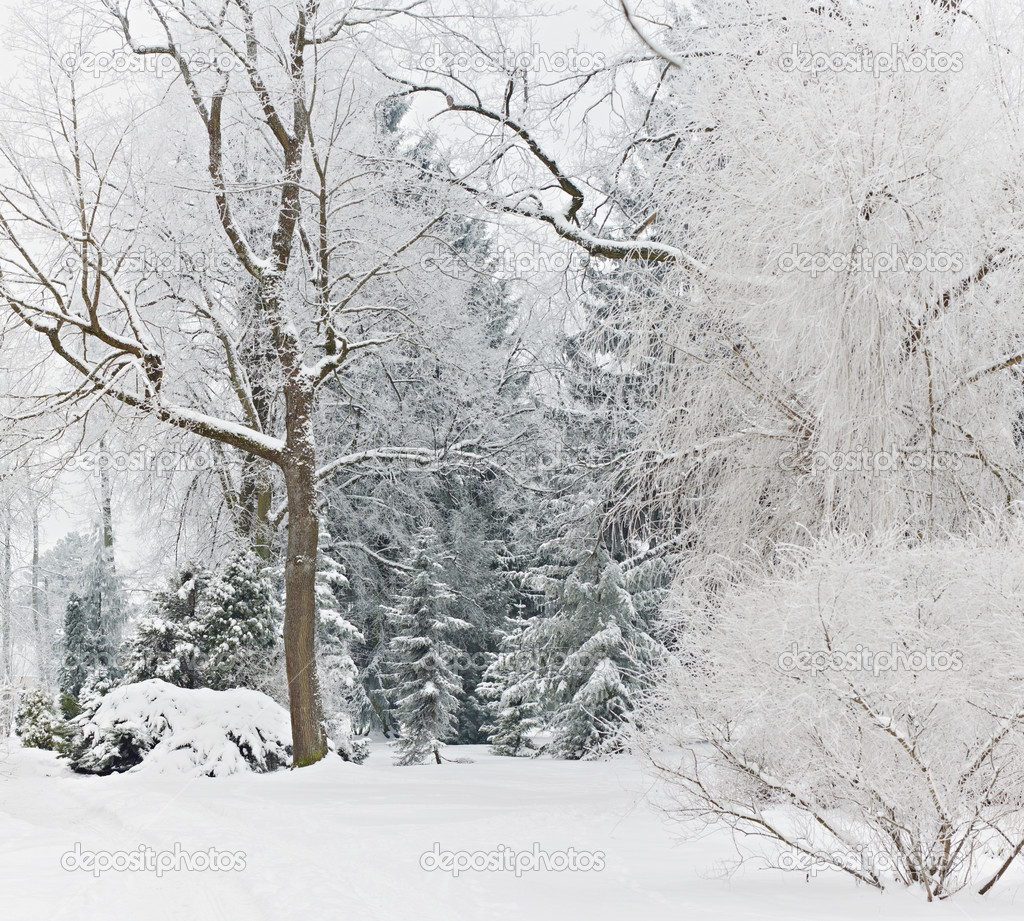 Woodland winter scene