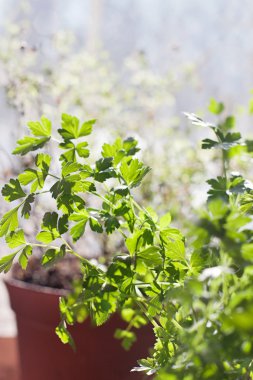 bir tencerede maydanoz