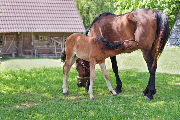 Mare og hendes føl - Stock-foto # 