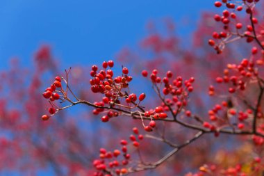 Mavi gökyüzüne karşı parlak kırmızı böğürtlenli ağaç dalına yakın çekim