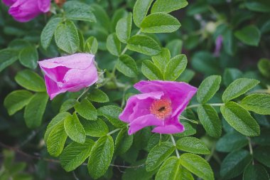 Yağmur damlalarıyla kaplandıktan sonra yaban gülü (Rugosa Rose rubra). Çiçeğin içinde bir böcek