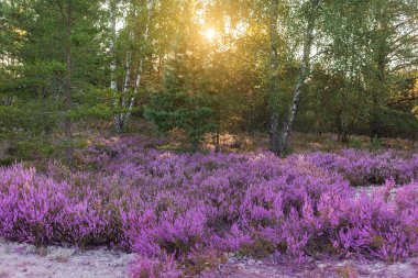 Heather (Calluna vulgaris) ormanın kenarında çiçek açıyor. Güneşli bir akşam, ağaçların arkasından güneş ışınları geliyor. Dumsiai Ormanı, Jonava, Litvanya