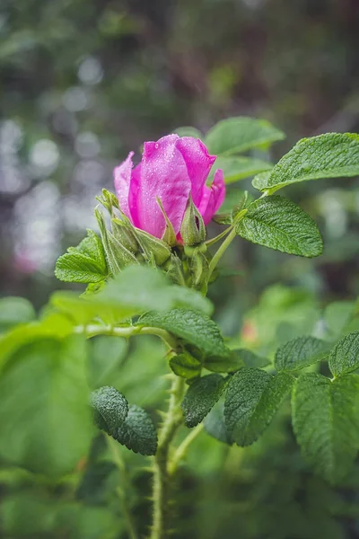 Yağmur damlalarıyla kaplandıktan sonra yaban gülü (Rugosa Rose rubra)