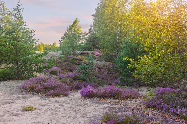 Heather (Calluna vulgaris) ormanın kenarında çiçek açıyor. Güneşli bir akşam. Dumsiai Ormanı, Jonava, Litvanya
