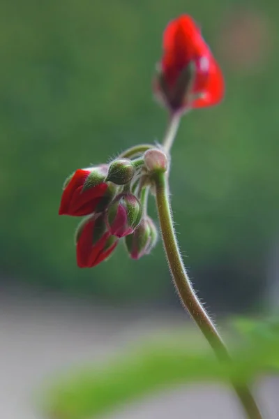 Klaster Czerwonych Pąków Geranium — Zdjęcie stockowe