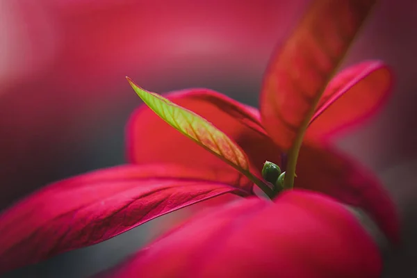 Close Detail Poinsettia Plant Called Christmas Star Shallow Depth Field — Stock Photo, Image