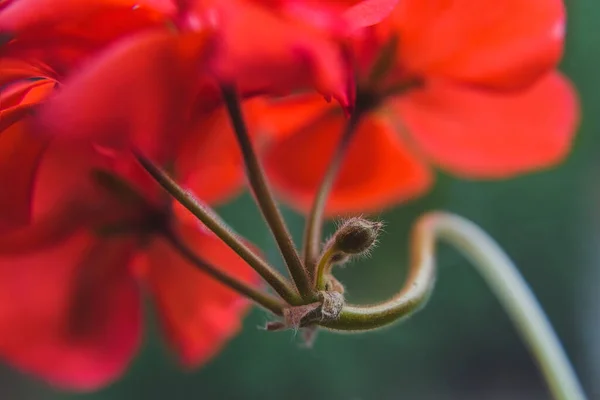 Aglomerado Flores Gerânio Vermelho Florescente Pelargonium Com Broto Minúsculo — Fotografia de Stock