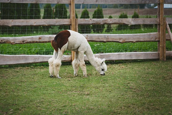 Alpaca (lama pacos) bir çayırda otluyor