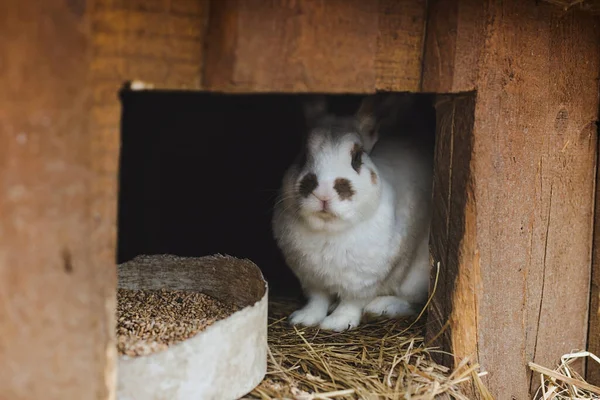 Evinde beyaz tavşan var.