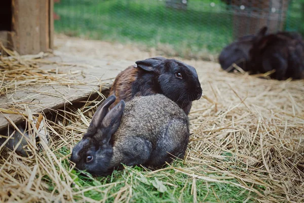 Coelhos Negros Família Livre — Fotografia de Stock