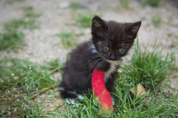 Kucing Dengan Kaki Terluka Gips Merah Bermain Rumput — Stok Foto