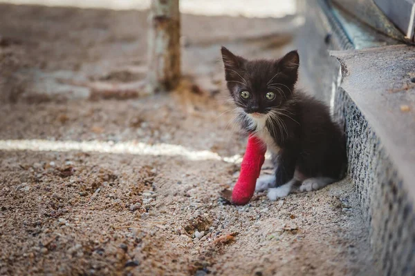 Kırmızı alçılı yaralı bacaklı kedi yavrusu.