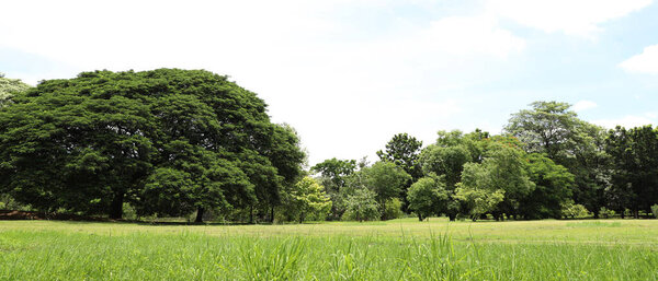 Park tree in nature green and Lawn background, in garden summer outdoor.