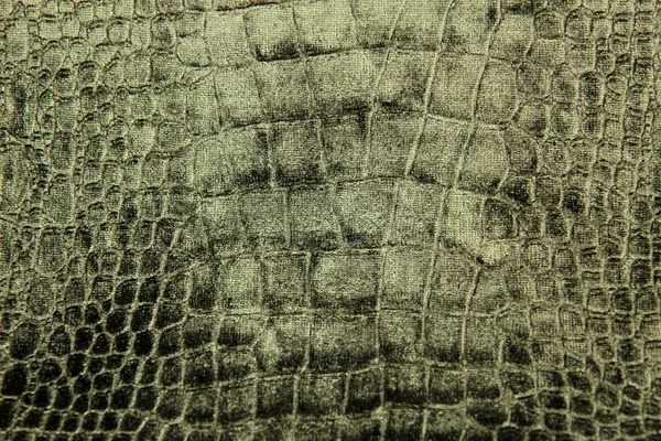 Πολυτελή κροκόδειλος υφή ή φόντο — Φωτογραφία Αρχείου