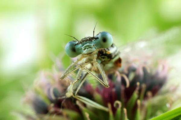 Blue Damselfly close-up of the eyes — Stock Photo, Image