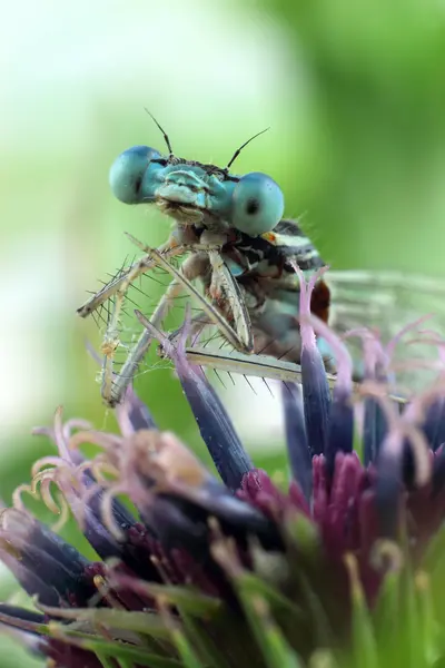 Blue Damselfly close-up of the eyes — Stock Photo, Image