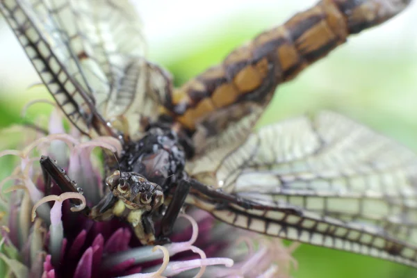 Beautiful Dragonfly on purple flower. Macro photography — Stock Photo, Image