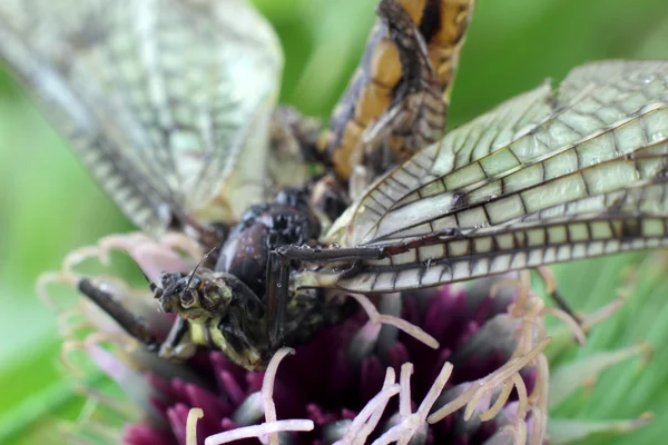 Beautiful Dragonfly on purple flower. Macro photography — Stock Photo, Image