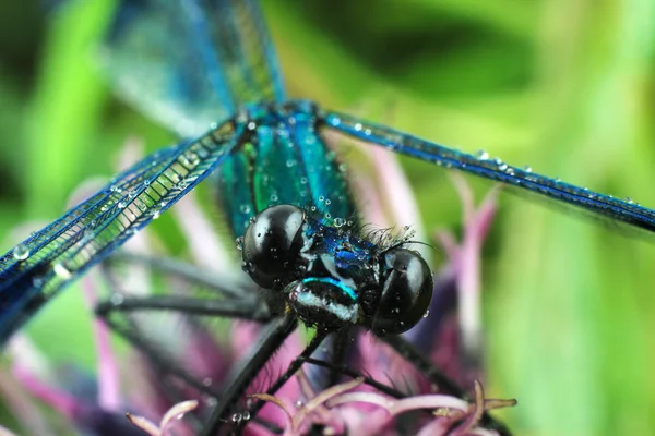 Damselfly on purple flower. Macro photography — Stock Photo, Image