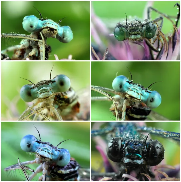 Big eyes of dragonfly with dew drops — Stock Photo, Image