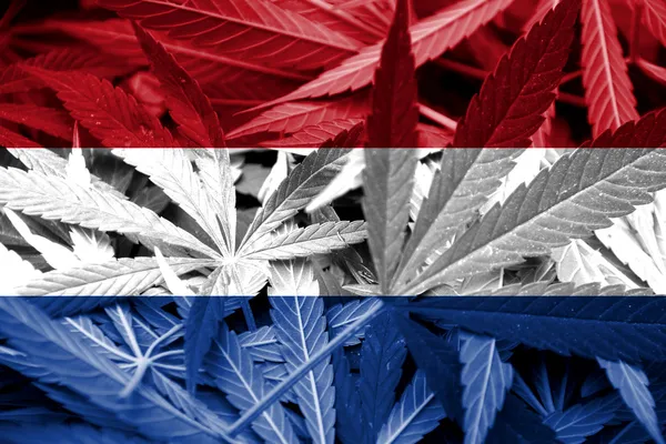 Netherlands Flag on cannabis background. Drug policy. Legalization of marijuana — Stock Photo, Image