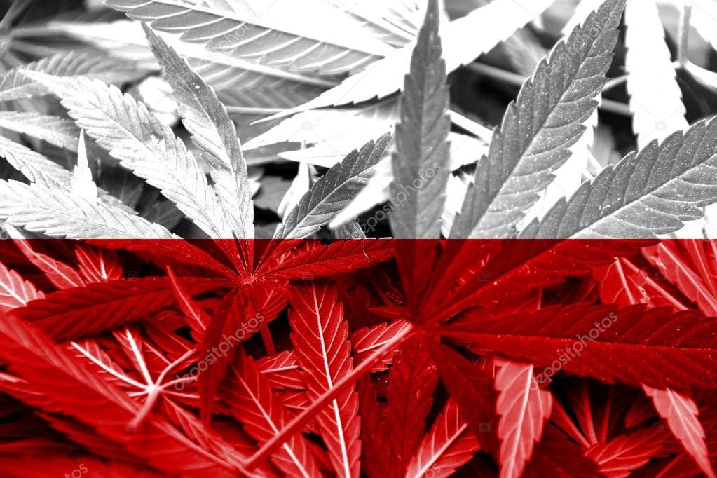 Poland Flag on cannabis background. Drug policy. Legalization of marijuana