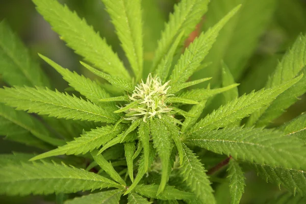 Молода рослина конопель деталь рослини марихуани — стокове фото