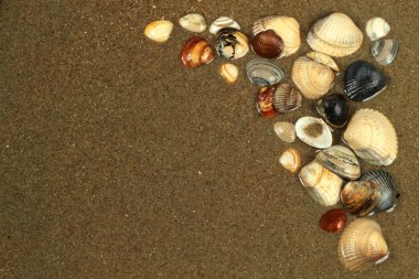 Kumdaki deniz kabukları. Yaz sahili geçmişi. Üst görünüm