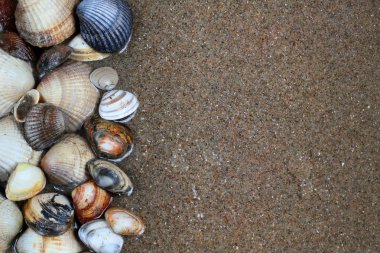 Kumdaki deniz kabukları. Yaz sahili geçmişi. Üst görünüm