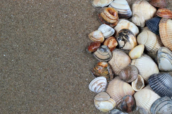Muscheln auf Sand. Sommer Strand Hintergrund. Ansicht von oben — Stockfoto