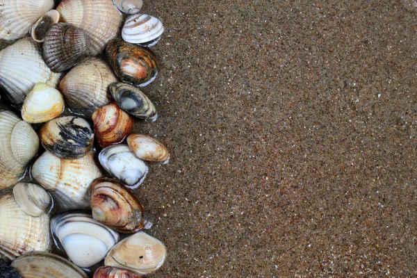 Muscheln auf Sand. Sommer Strand Hintergrund. Ansicht von oben — Stockfoto