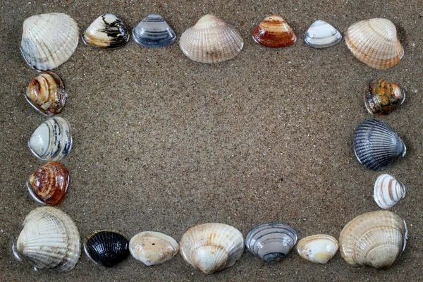 Sea shells with sand as background — Stock Photo, Image