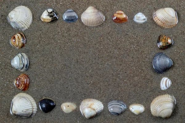 Coquilles de mer avec du sable comme fond — Photo