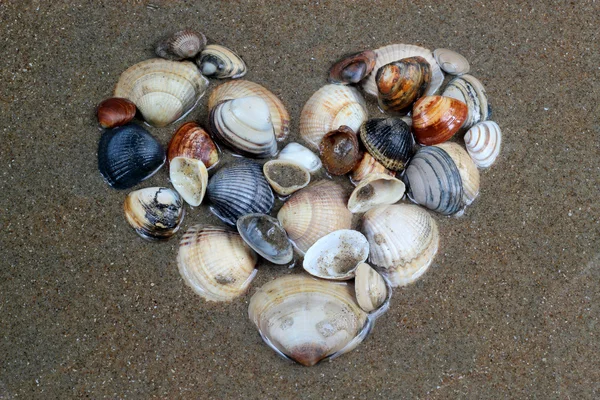 Valentine heart made with shells — Stock Photo, Image